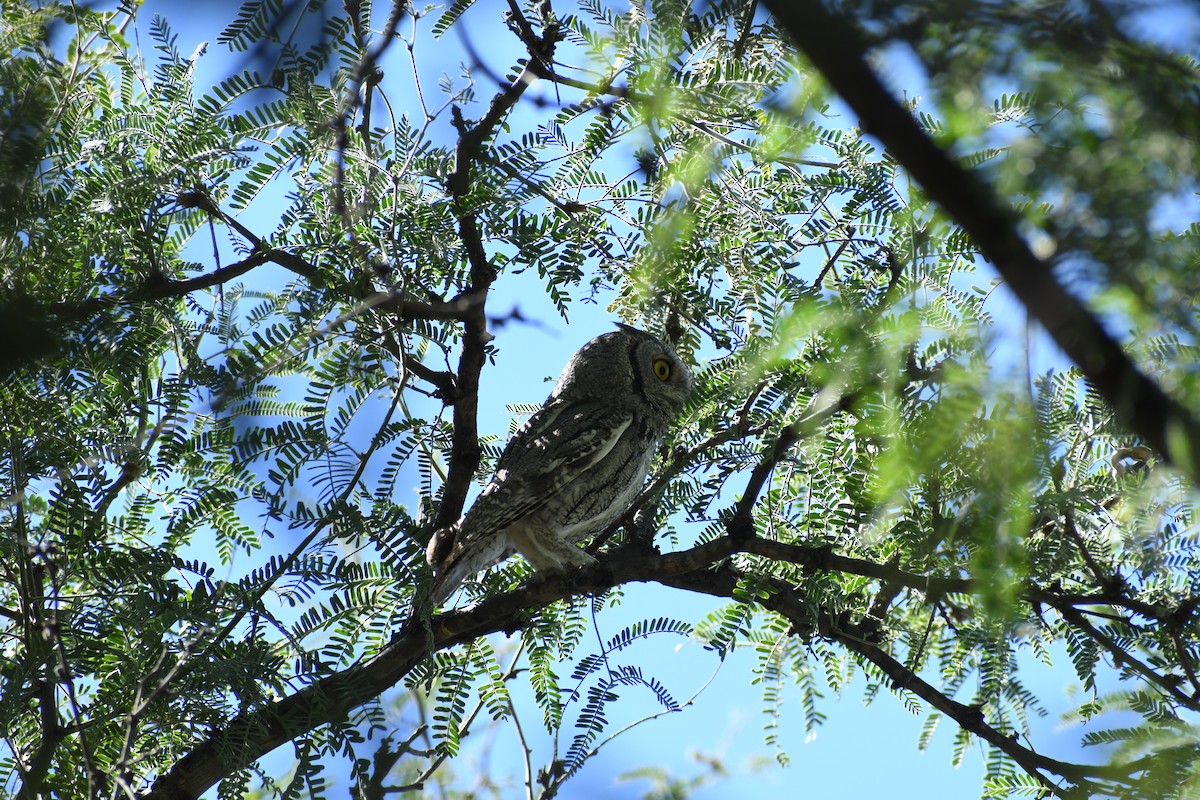 Western Screech-Owl - ML643816382