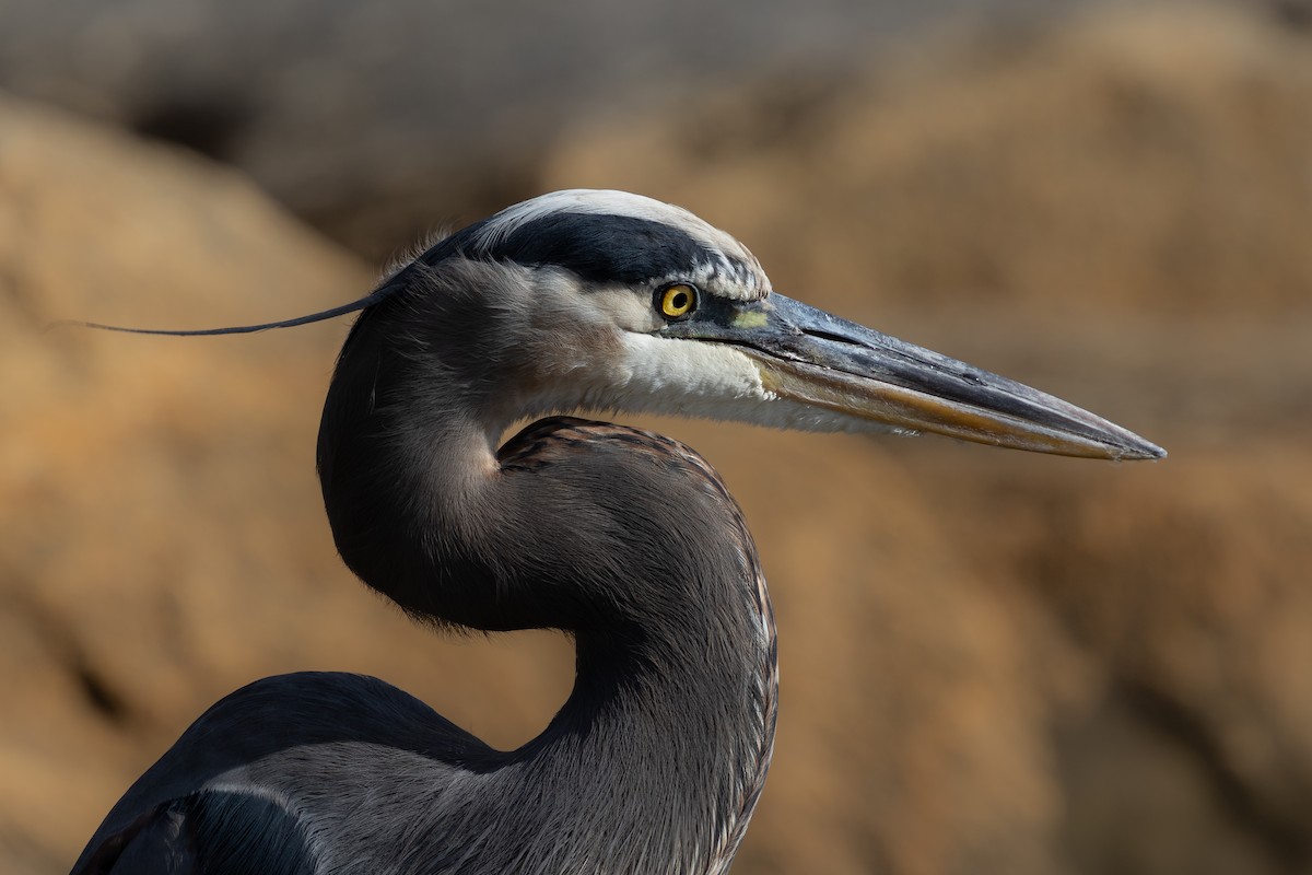 Great Blue Heron (Great Blue) - ML643816389