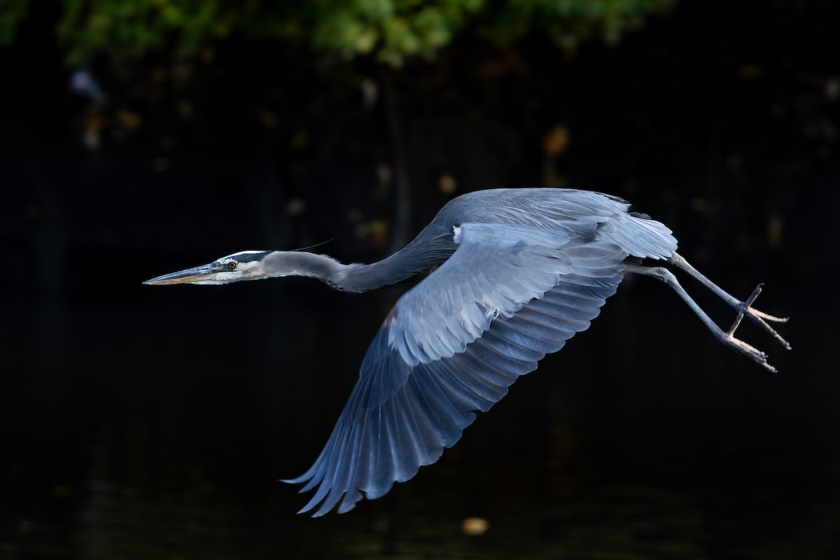 Great Blue Heron (Great Blue) - ML643816390