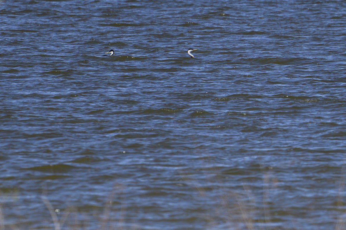 Grèbe à face blanche - ML643816418