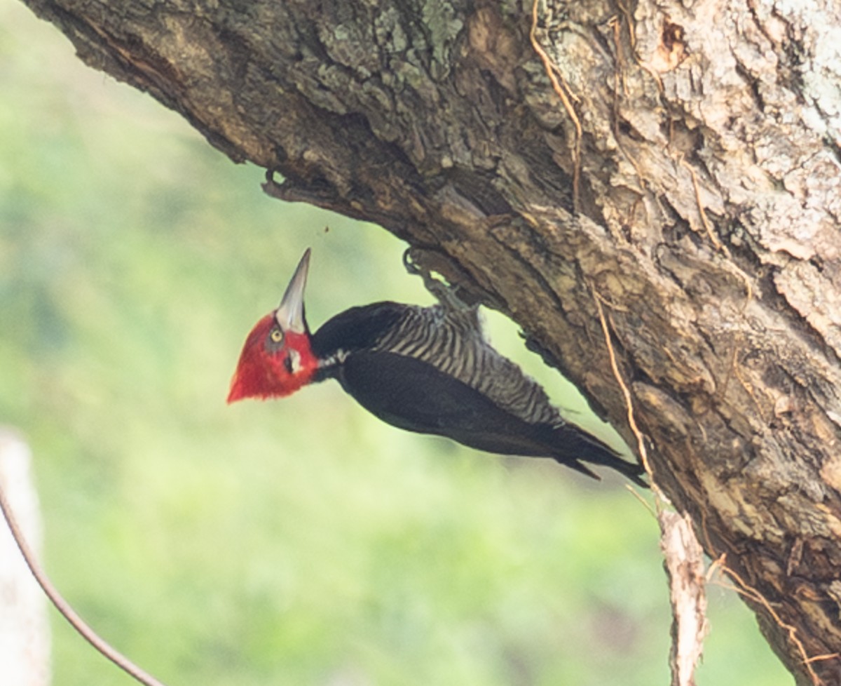 Crimson-crested Woodpecker - ML643816419