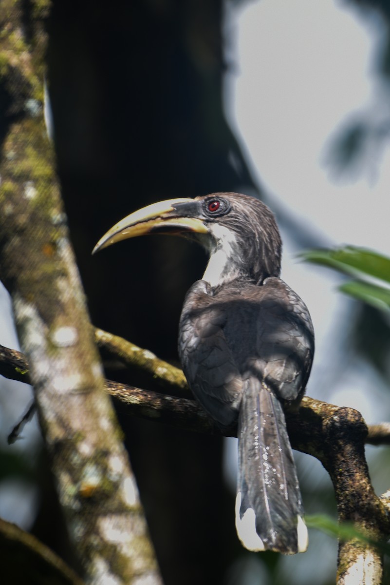 Sri Lanka Gray Hornbill - ML643816422