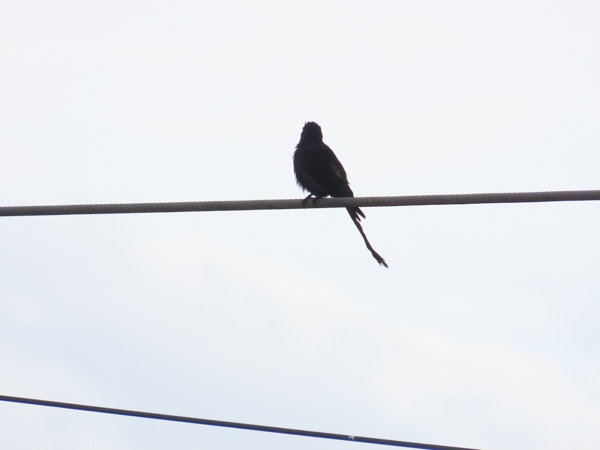 Black Drongo - ML643816449