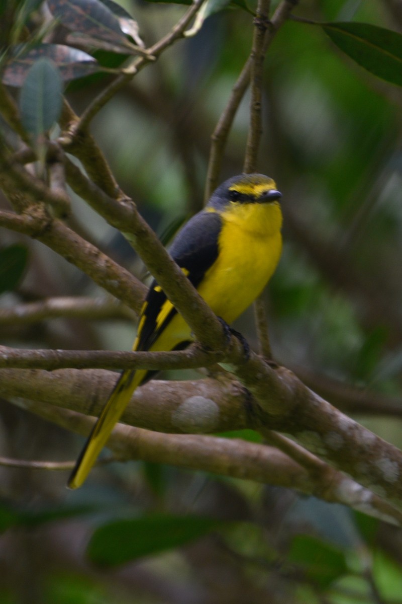 Orangemennigvogel - ML643816465