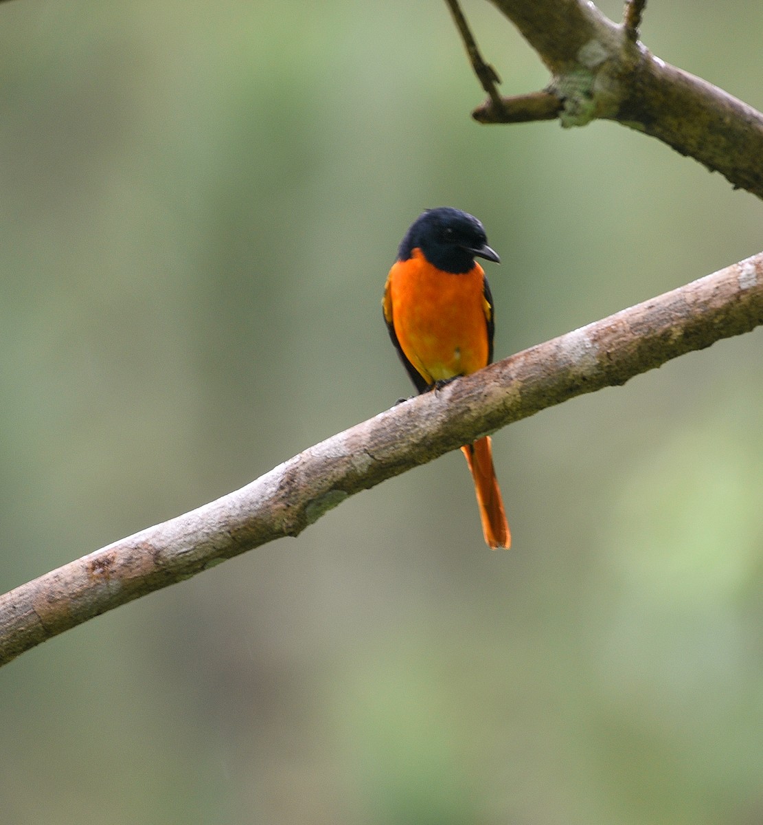 Orangemennigvogel - ML643816466
