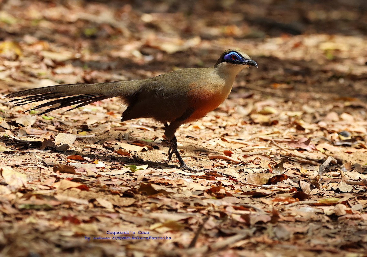 Coquerel-Seidenkuckuck - ML643816468