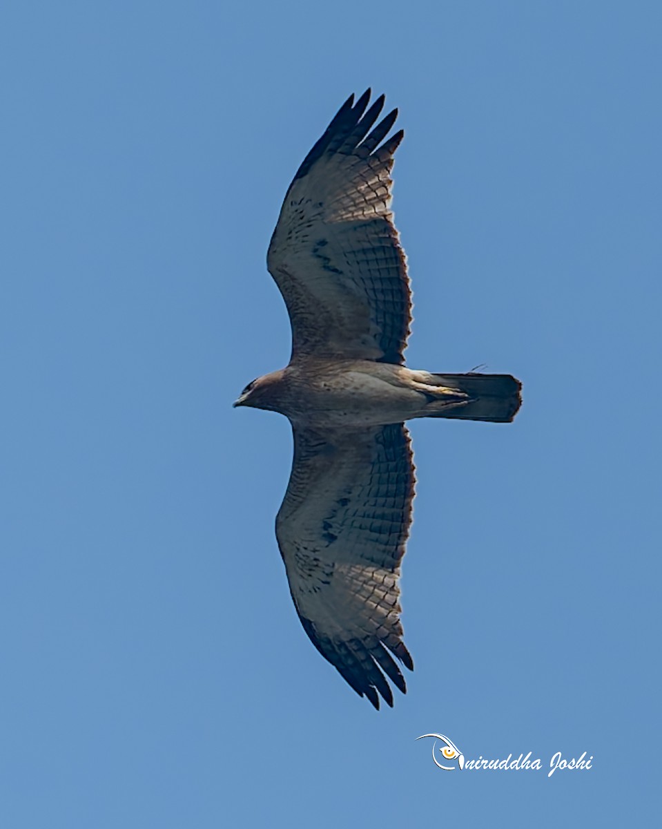 Habichtsadler - ML643816473