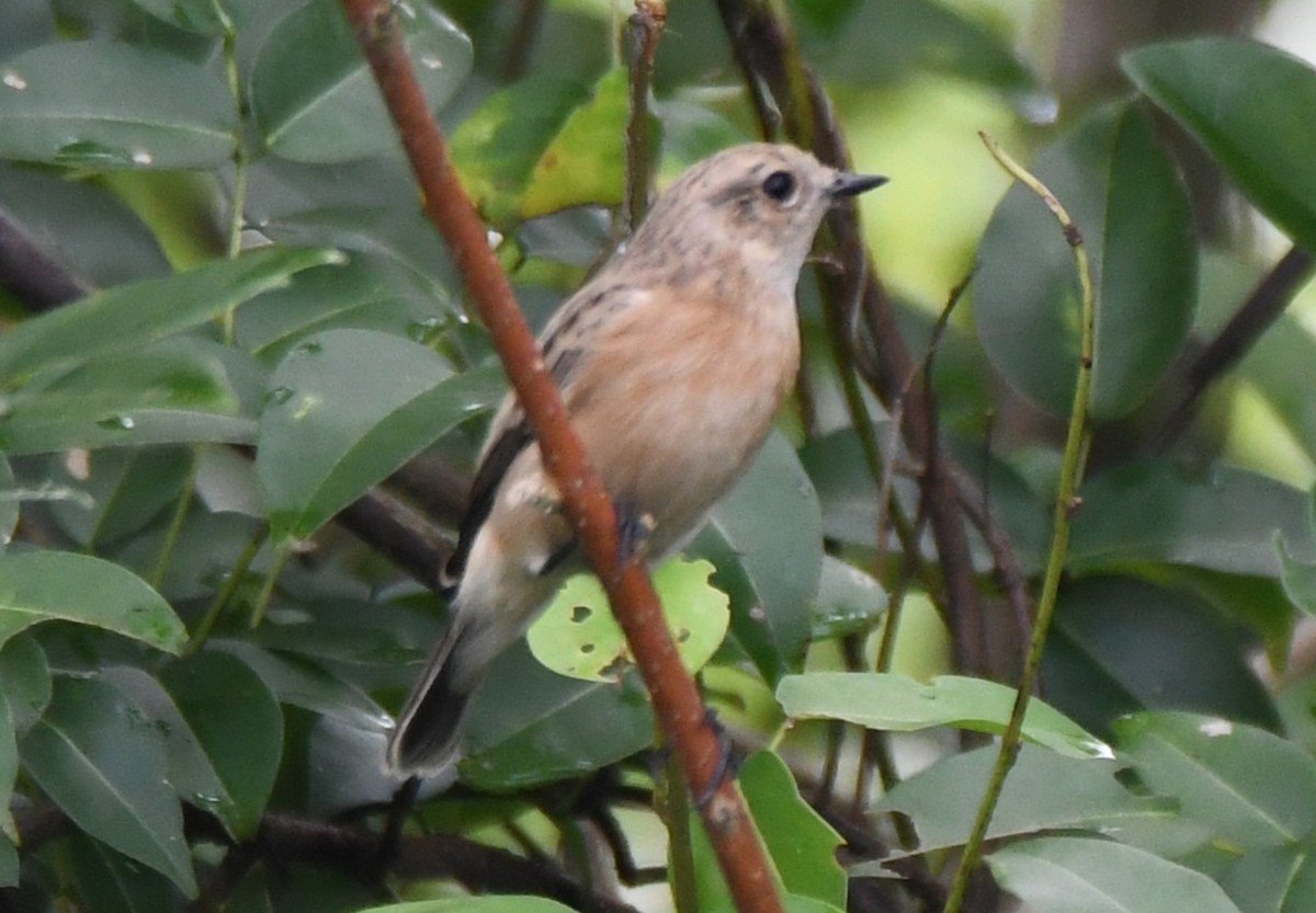 Pallasschwarzkehlchen - ML643816474