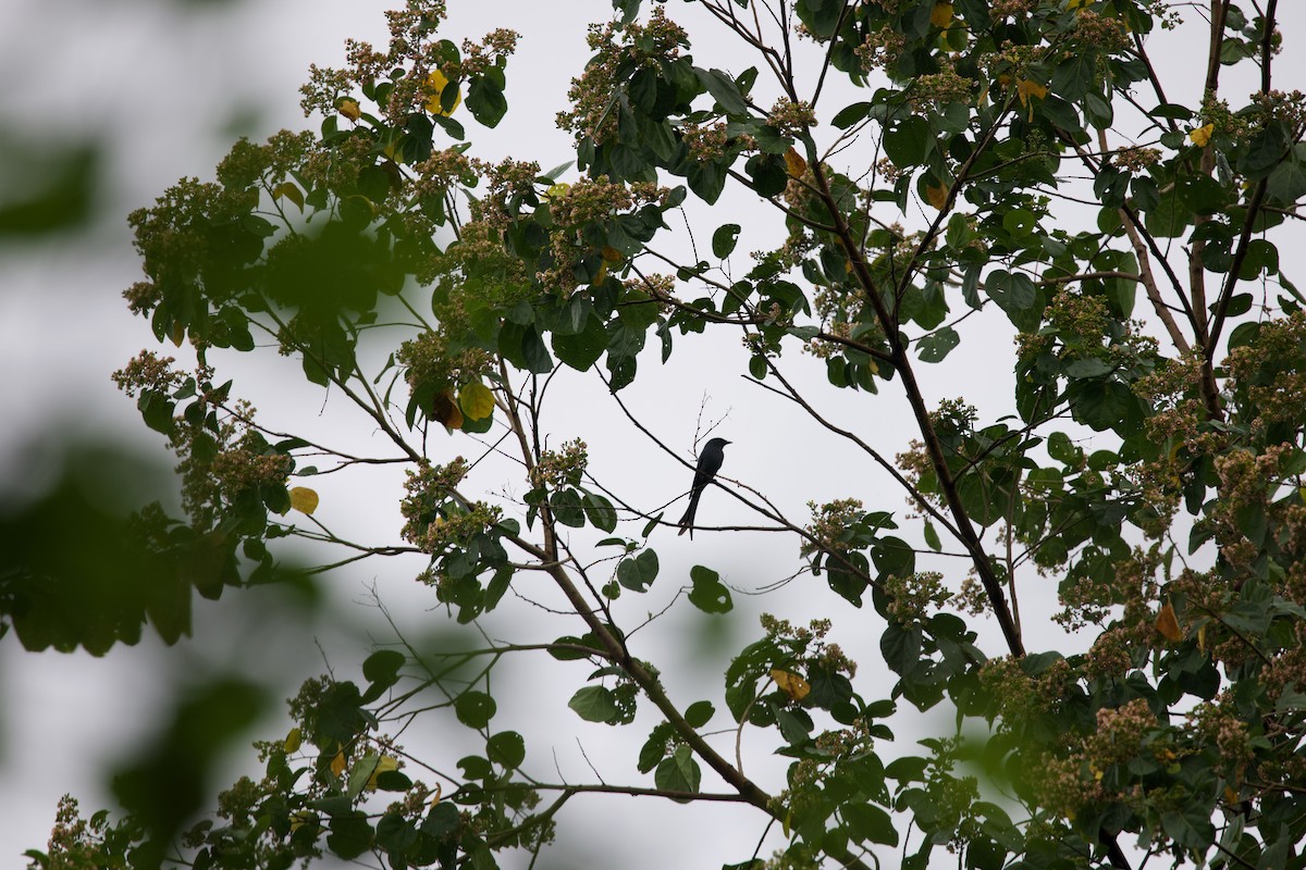 Königsdrongo - ML643816475