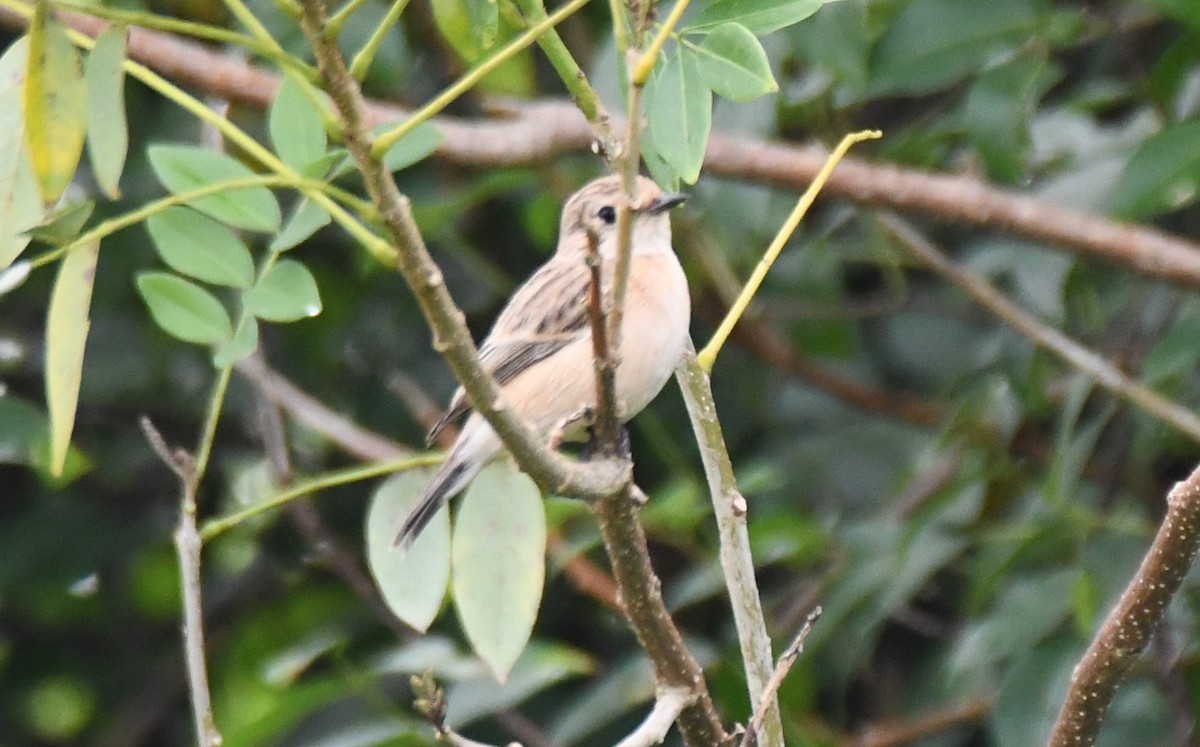 Pallasschwarzkehlchen - ML643816479