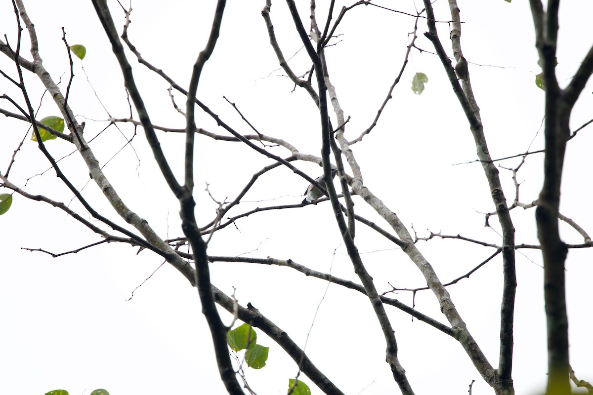 Rostflügel-Würgervireo - ML643816492
