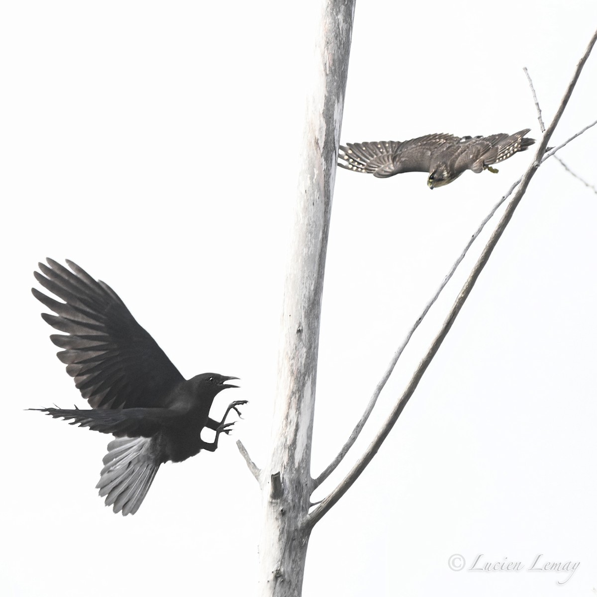 Merlin - ML643816493