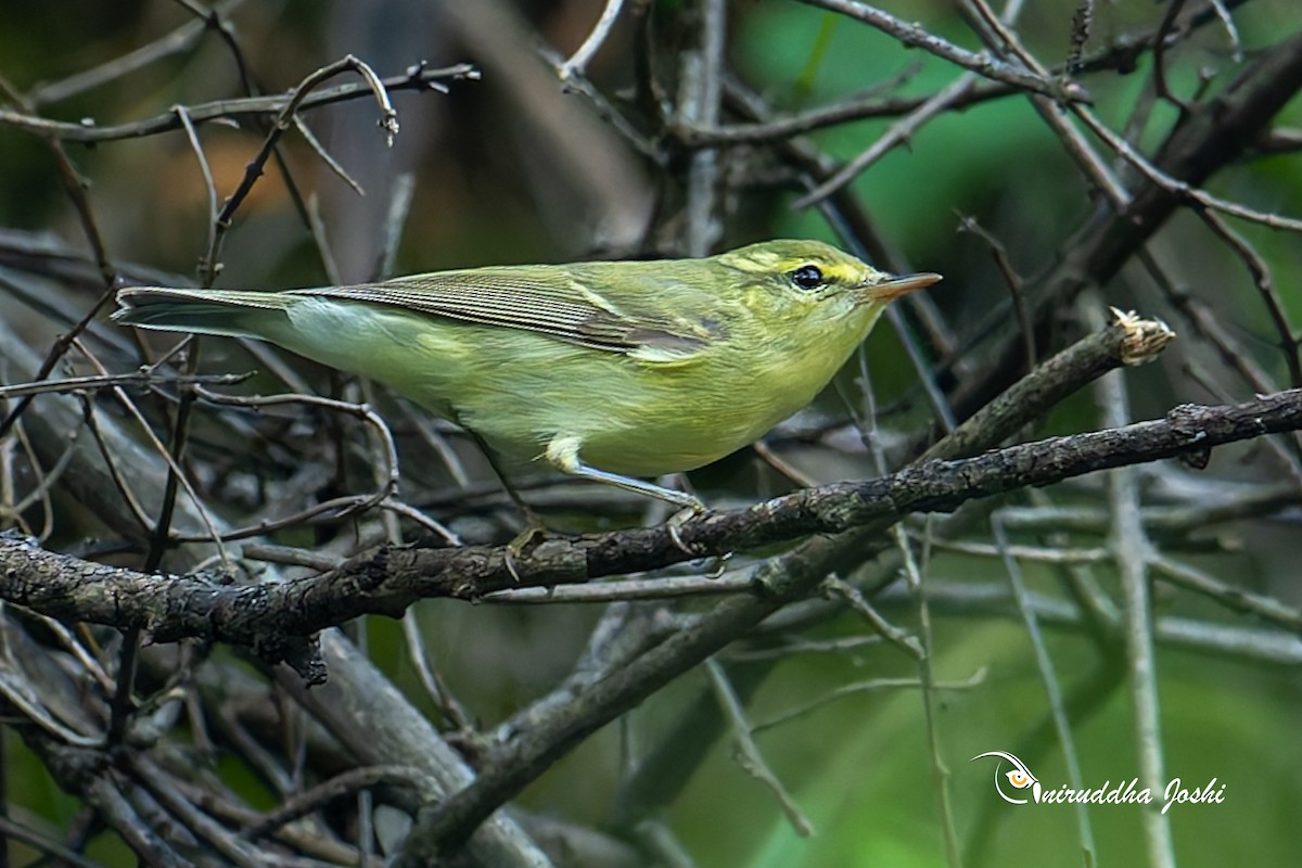 Вівчарик жовточеревий - ML643816503