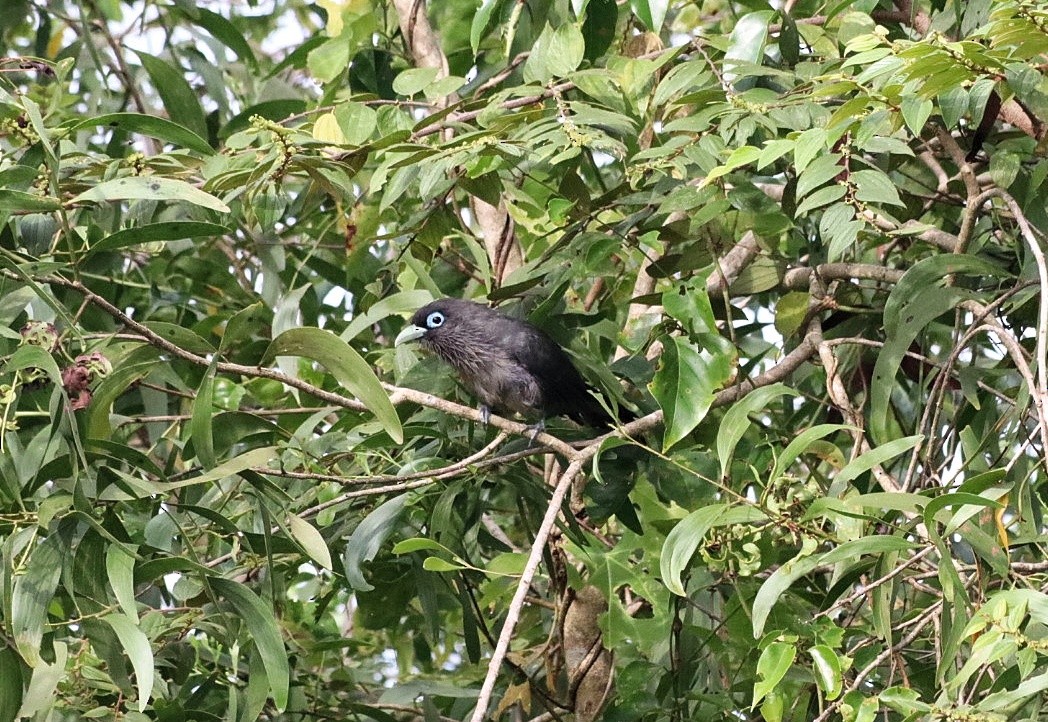 Blue-faced Malkoha - ML643816506