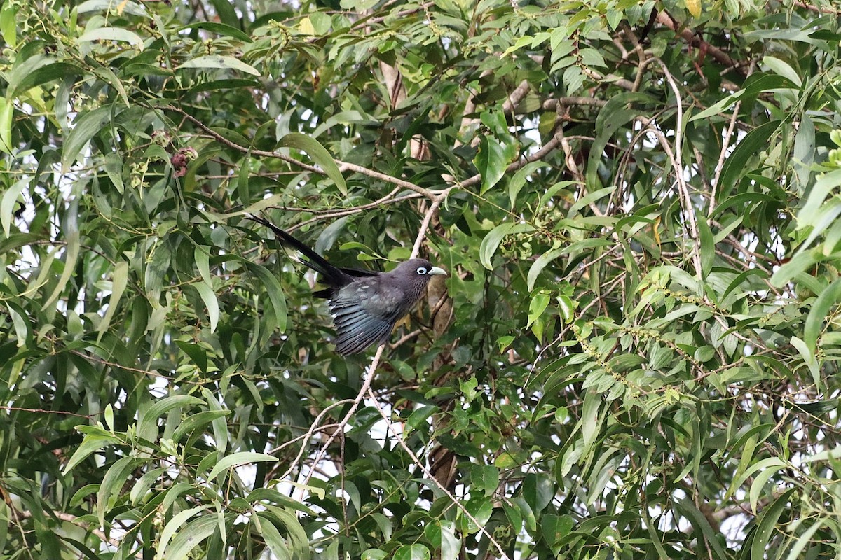 Blue-faced Malkoha - ML643816514