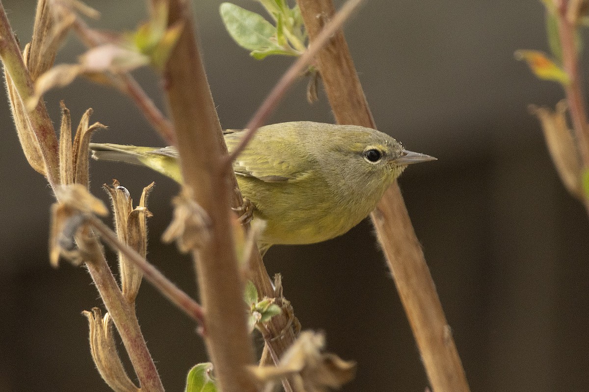 Orange-crowned Warbler - ML643816516