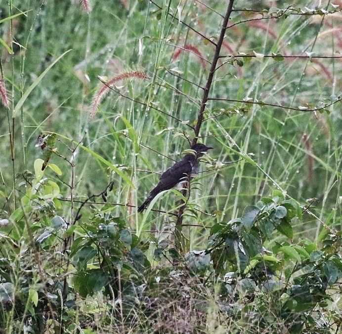 Gray-bellied Cuckoo - ML643816520