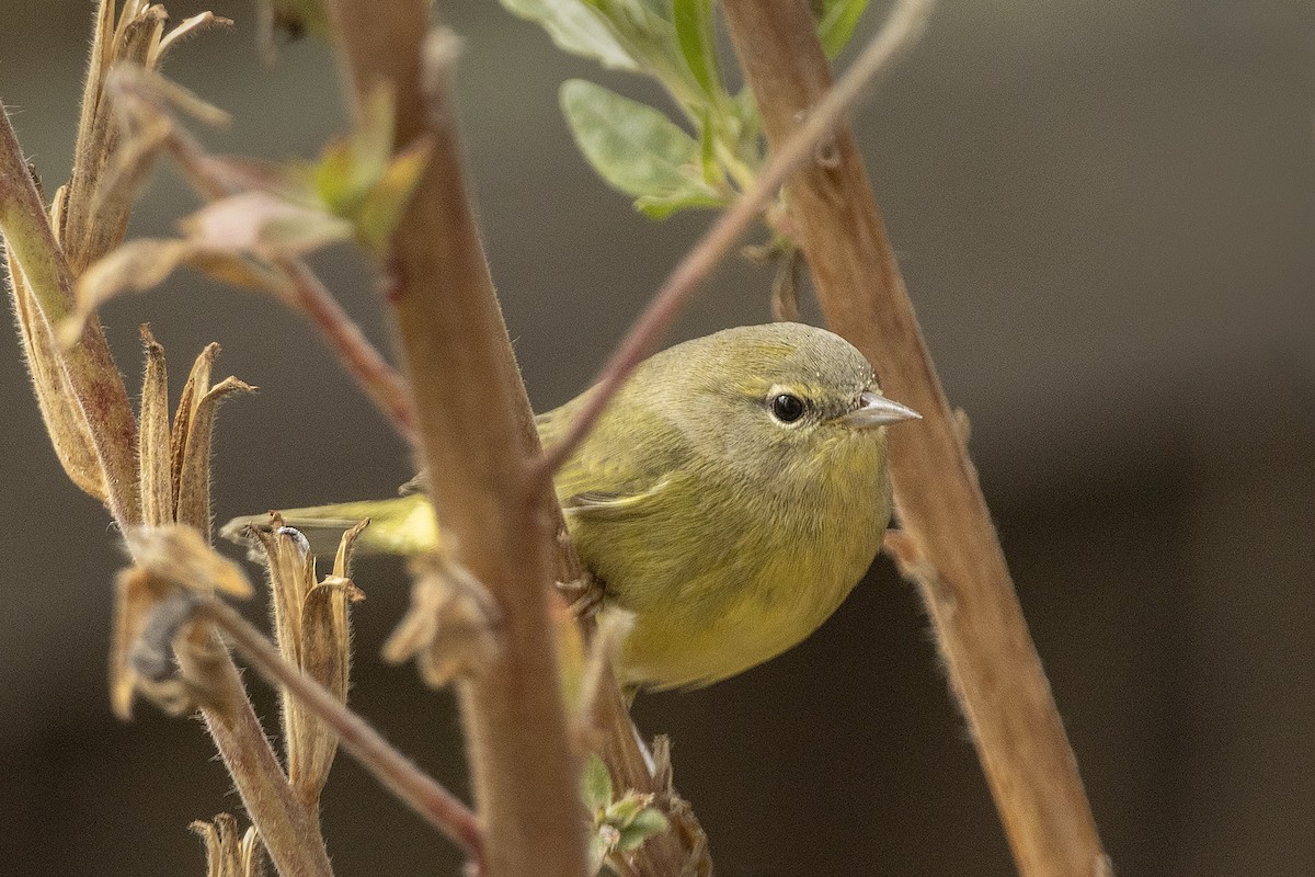 Orange-crowned Warbler - ML643816521