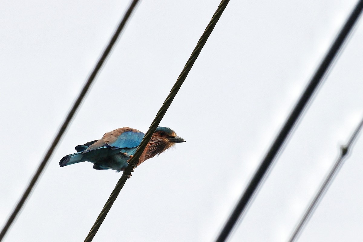 Indian Roller - ML643816528