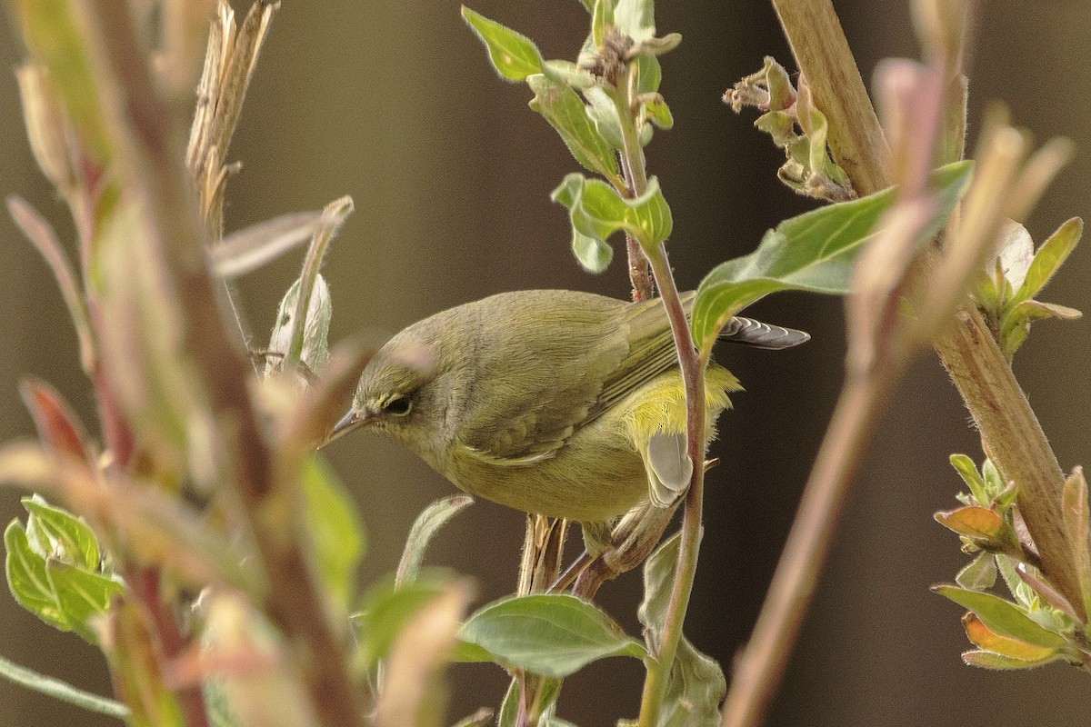 Orange-crowned Warbler - ML643816535