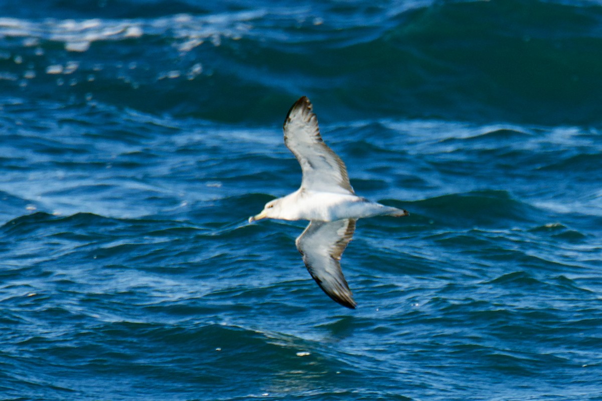 Scopoli's Shearwater - ML643816542