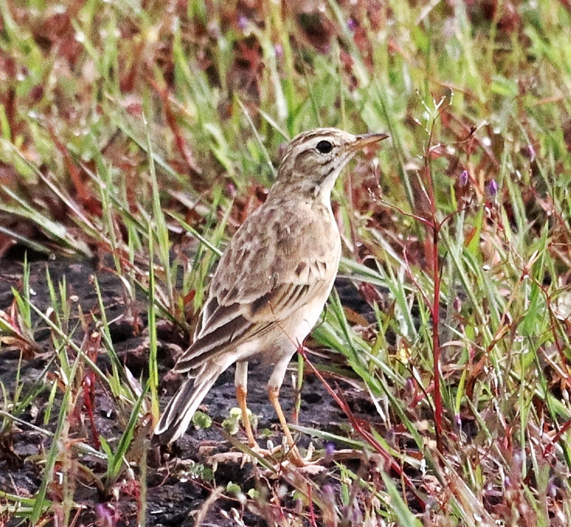 Paddyfield Pipit - ML643816547