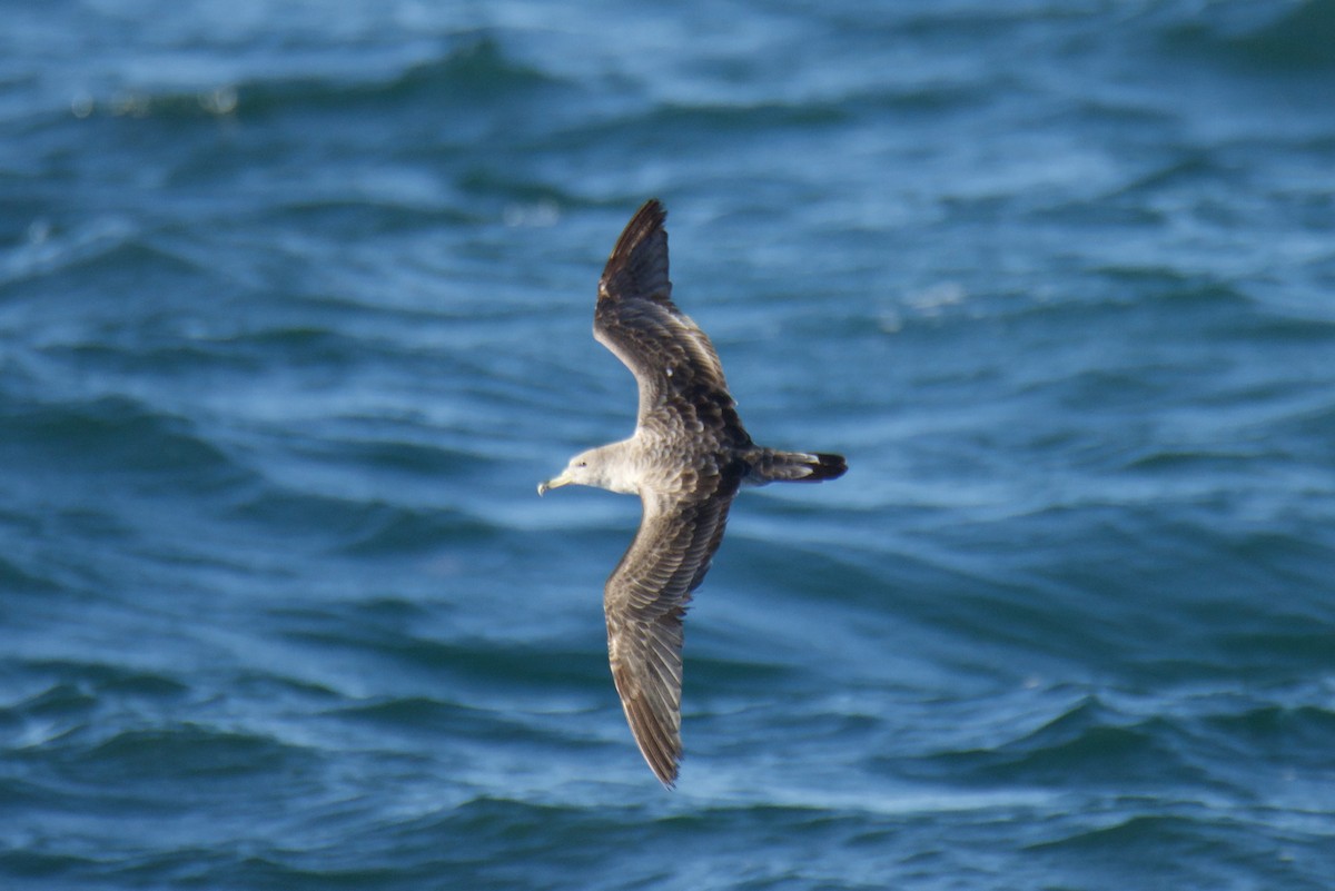 Scopoli's Shearwater - ML643816557