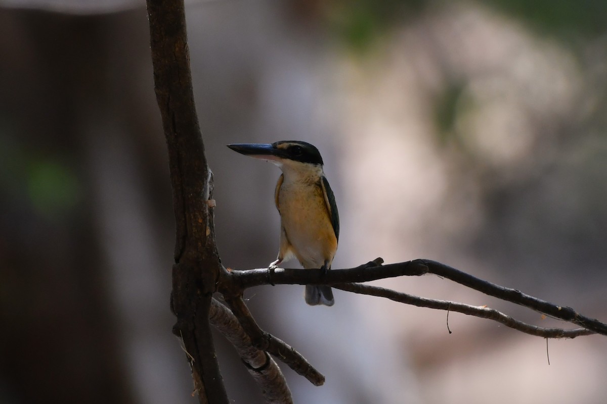 Sacred Kingfisher (Australasian) - ML643816559