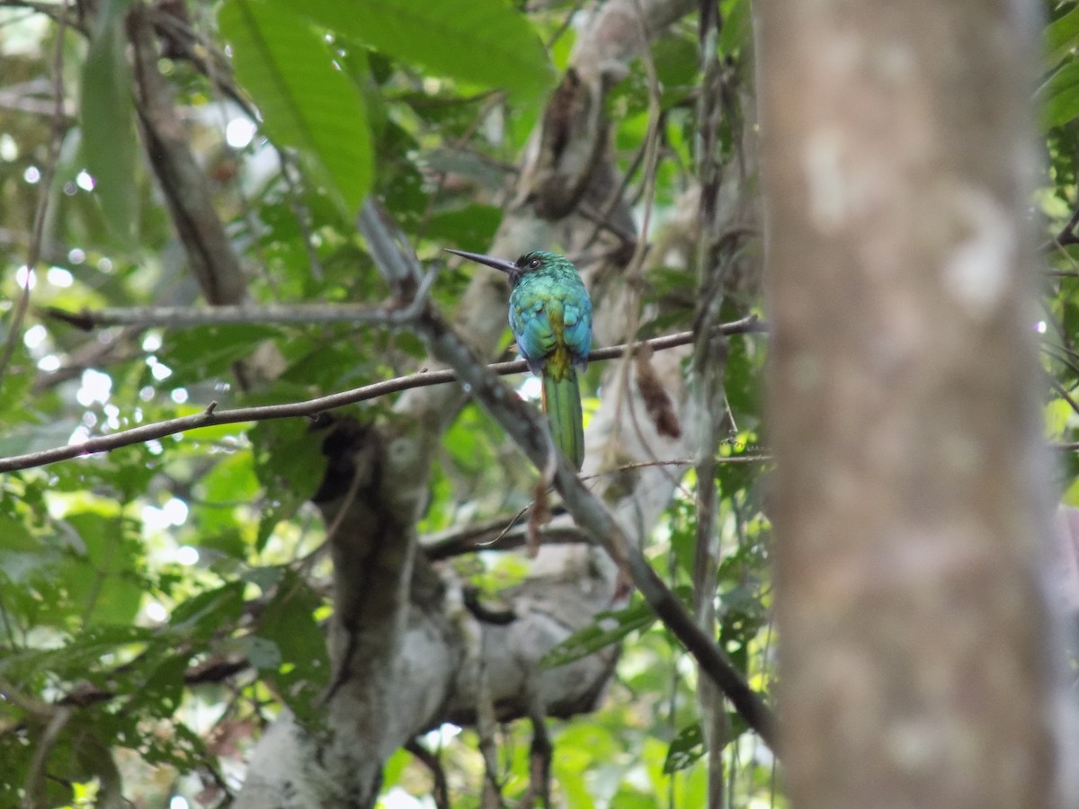 Blaustirn-Glanzvogel - ML643816565