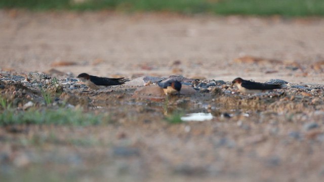 Eastern Red-rumped Swallow - ML643816567