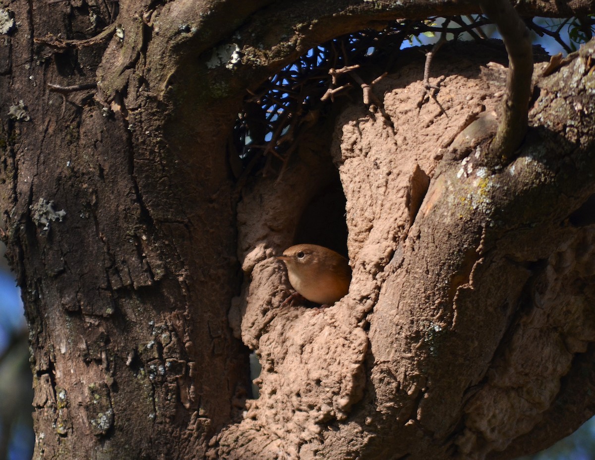 Southern House Wren - ML643816570