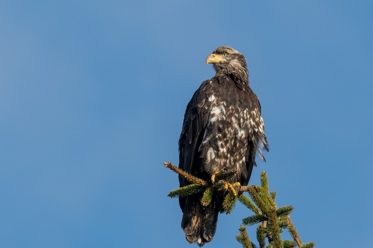 Weißkopf-Seeadler - ML643816584
