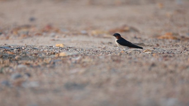 Eastern Red-rumped Swallow - ML643816608