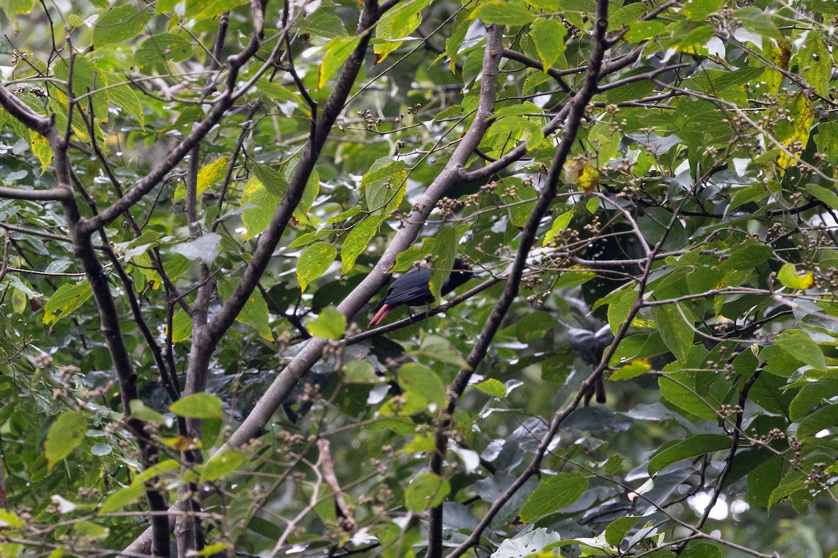 Maroon Oriole - ML643816615