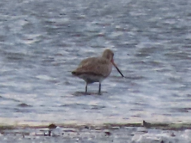 Hudsonian Godwit - ML643816646