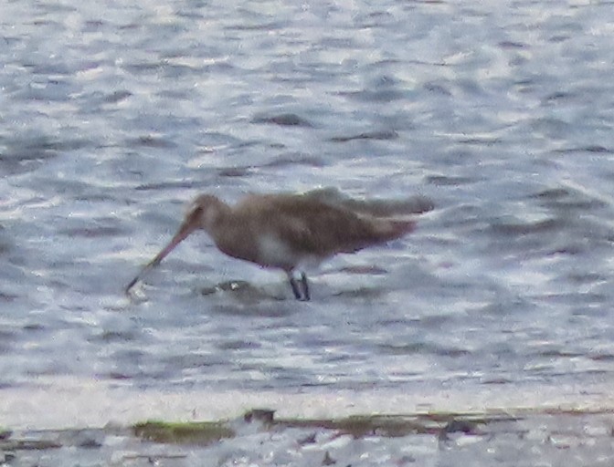 Hudsonian Godwit - ML643816650