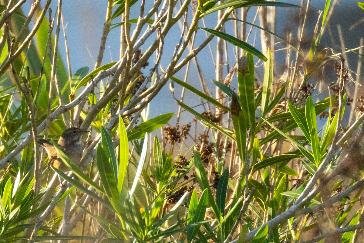 Papourdina - ML643816656