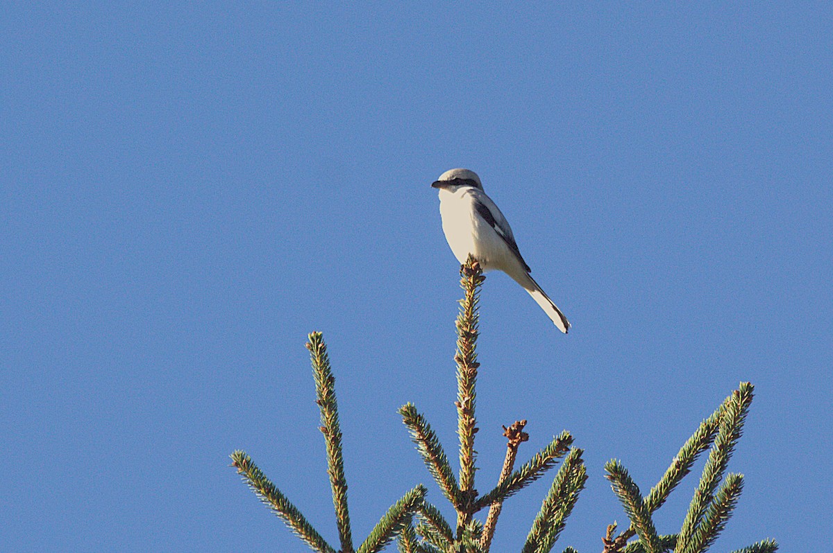 Great Gray Shrike - ML643816705