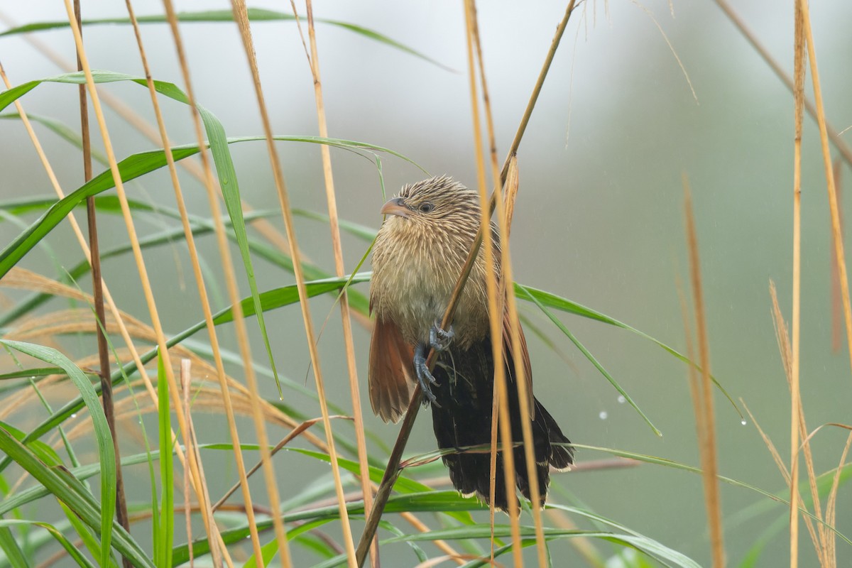 Bengalenkuckuck - ML643816715