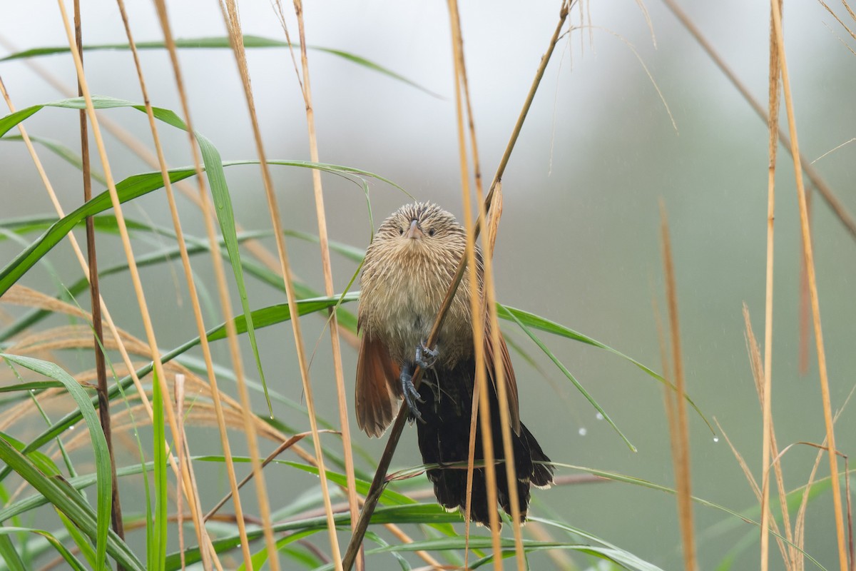 Bengalenkuckuck - ML643816716