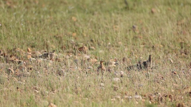 Chestnut-bellied Sandgrouse - ML643816748