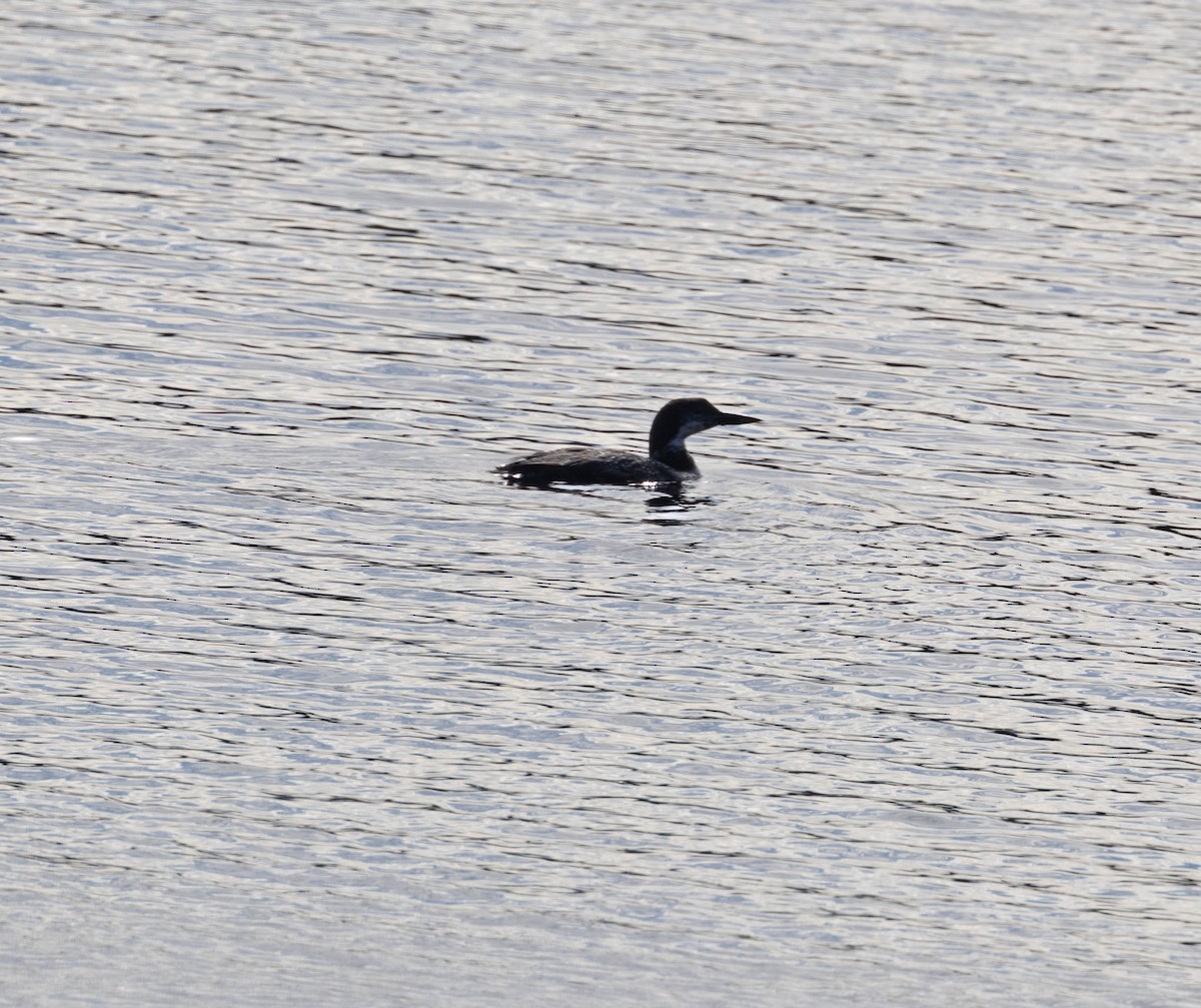 Common Loon - ML643816759