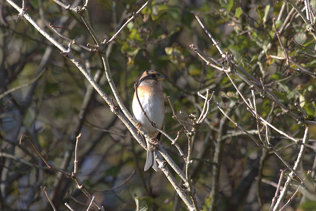 Brambling - ML643816795