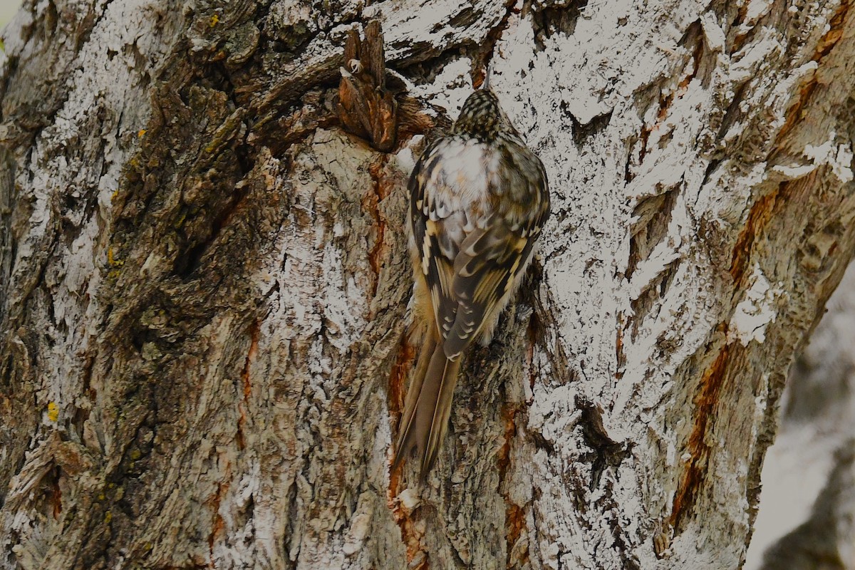 Brown Creeper - ML643816806