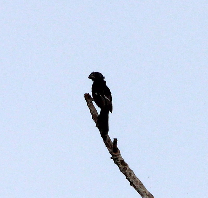 Large-billed Seed-Finch - ML643816809
