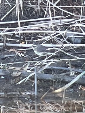 Northern Waterthrush - ML643816817