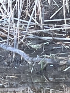 Northern Waterthrush - ML643816818