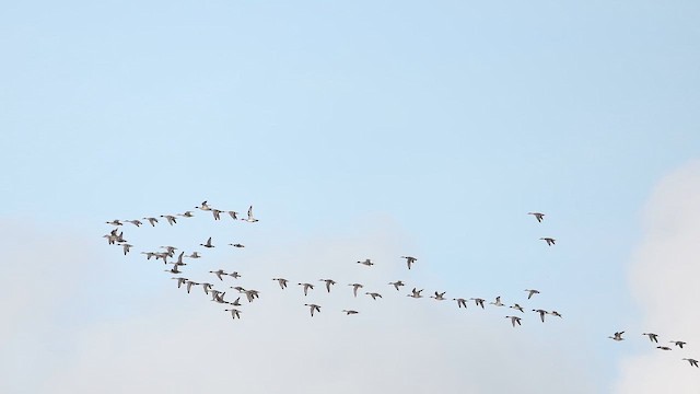 Northern Pintail - ML643816822