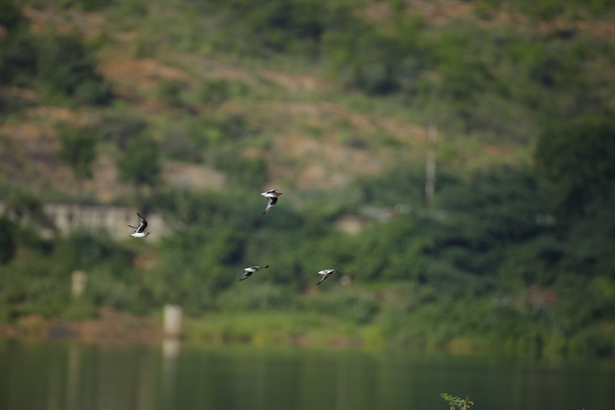 Small Pratincole - ML643816907