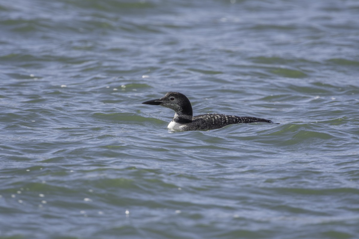 Common Loon - ML643816909